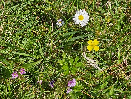 Blomur